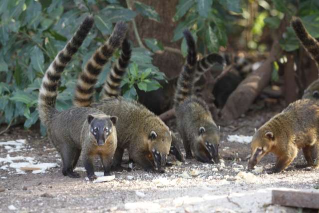 Grupo de quatis &quot;saqueia&quot; comida de servidor no Parque dos Poderes