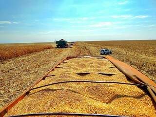Colheita de milho em MS; safra recorde foi de 9,8 milhões de toneladas (Foto: Divulgação/Aprosoja)