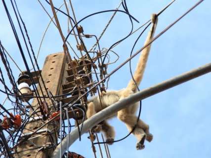 Macaco-prego fica 4 dias em pé de manga, foge e morre eletrocutado 