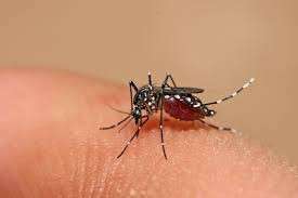 Secretaria confirma primeiro caso chikungunya e alerta para v&iacute;rus em MS