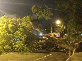 Árvore de grande porte caiu na rua 7 de Setembro. (Foto: Direto das Ruas)