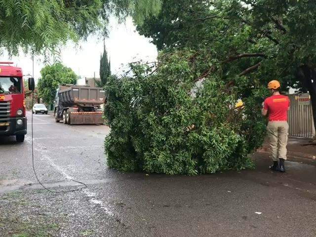 Ap&oacute;s 48 horas de temporal, bombeiros ainda tiram &aacute;rvores de ruas do Z&eacute; Pereira