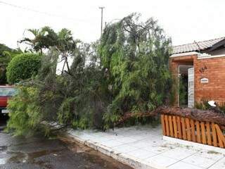 Chuva e vento de 45 km derrubam &aacute;rvores no Santo Ant&ocirc;nio e Jd. Im&aacute;