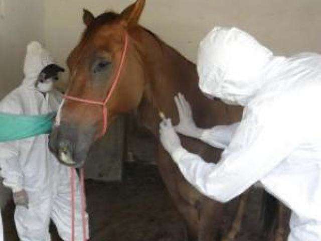 Doen&ccedil;a contagiosa e fatal, mormo &eacute; encontrada em mais tr&ecirc;s cavalos 