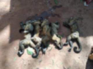 Macaquinhos encontrados mortos pelos policiais. (Foto: Divulgação/PMA) 