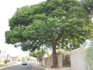 Plano visa preservação do verde na cidade, que tem mais de 150 mil árvores. (Foto:Simão Nogueira)