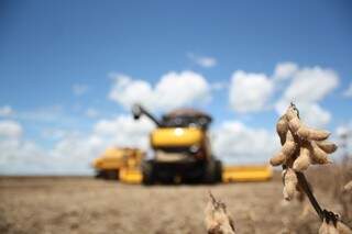 Aprosoja prevê colheita de 6,8 milhões de toneladas de soja no Estado (Foto: Marcos Ermínio)