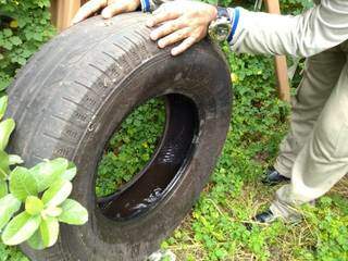 Foco do mosquito da dengue em pneu recolhido pelos agentes na manhã deste sábado (9) (Foto: Mirian Machado)
