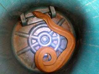 Moradora encontrou cobra na varanda da residência (Foto: Divulgação/Bombeiros)