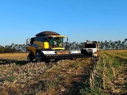 Colheita do milho termina em uma semana e produção cresce 50%