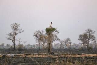 Tuiuiú  tenta proteger ninho durante incêndios no Pantanal (Foto: Arquivo/Paulo Francis)
