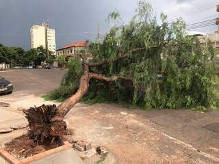Árvore caída em rua do Bairro Amambai; parte da pista ficou bloqueada (Foto: Liniker Ribeiro)