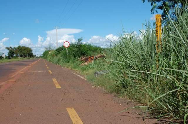 Com mato alto, moradores enfrentam invas&atilde;o de cobras e escorpi&otilde;es