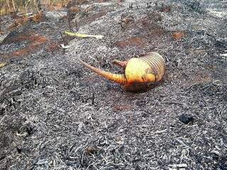 Tatu não conseguiu fugir de incêndio florestal na região de Aral Moreira (Foto: PMA/Divulgação)