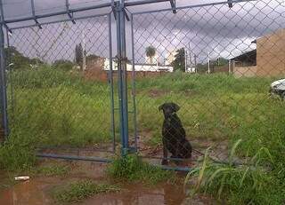 Cachorro era de rua, segundo o dono da oficina. (Fotos:Divulgação/Facebook)