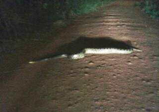 Radialista deu de cara com a serpente no meio da rua. (Foto: Dalvinha Ferreira/Coxim Agora)