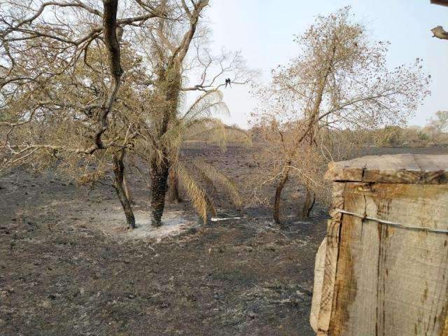 Inc&ecirc;ndios ter&atilde;o efeito catastr&oacute;fico para animais no Pantanal, prev&ecirc; Instituto 
