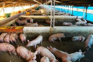 Cooasgo vai terminar o ano, com produção de 3 mil suínos por dia para abate. (Foto: Marcos Ermínio)