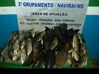 Peixes foram apreendidos em acampamento clandestino. (Foto: Divulgação)