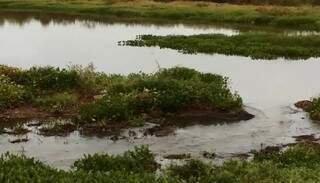 As inundações no Pantanal interferem na abundância das populações como podem favorecer algumas espécies. (Foto: Embrapa Pantanal)