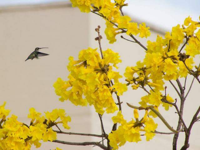Árvore que decora paisagens, ipê-amarelo agora é símbolo de MS - Cidades -  Campo Grande News