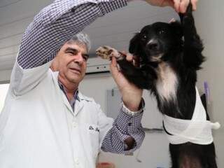 Veterinário Francisco ensinou como enfaixar cachorrinhos para amenizar efeitos dos fogos (Foto: Marcos Ermínio)