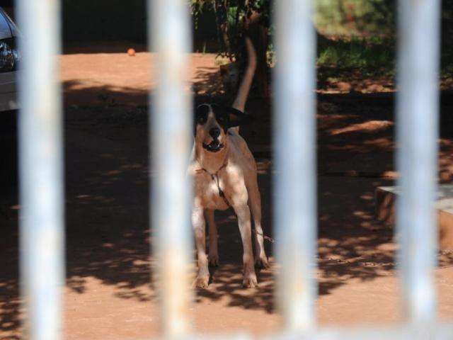 C&atilde;o escapa de resid&ecirc;ncia e ataca m&atilde;e e filha no Jardim Tijuca