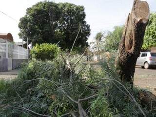 ´
Árvore foi &quot;arrancada&quot; pelos ventos no bairro Santo Amaro (Foto: Kisie Ainoã) 