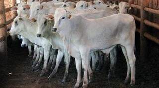 Chile compra 17% da carne bovina de Mato Grosso do Sul (Foto: Divulgação)