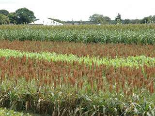 Em todo Estado, a colheita do milho pode fechar em 3 milhões de toneladas. (Foto: Minamar Junior)
