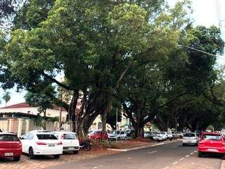 Mais de 40 &aacute;rvores recebem manuten&ccedil;&atilde;o em canteiros de avenidas no Centro