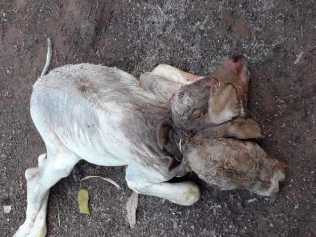 Bezerra nasce com 2 cabe&ccedil;as e surpreende em ch&aacute;cara de MS 