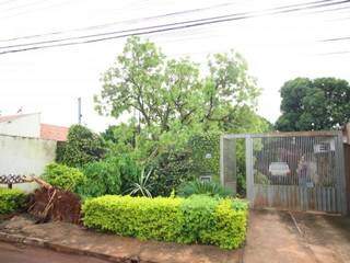 Árvore caída sobre muro de residência no bairro Santo Antônio (Foto: André Bittar)