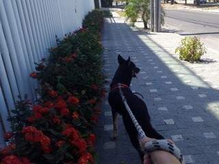 Era s&oacute; um passeio com meu c&atilde;o, mas Testemunhas de Jeov&aacute; cruzaram meu caminho