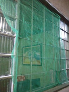 A solução encontrada foi proteger janelas e portas com telas mosquiteiras.(Foto:Direto das Ruas)