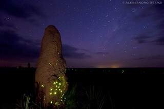 O fenômeno natural da bioluminescência no Parque Nacional das Emas acontece no início do período das chuvas e vai até dezembro (Foto: Reprodução)