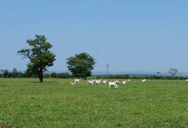 Dia de campo discute sistema integrado de produ&ccedil;&atilde;o em &aacute;reas de solo arenoso