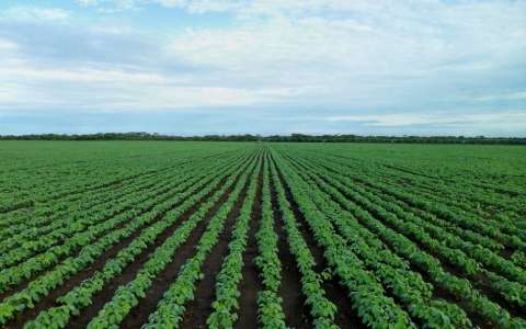 Produtores fecham plantio da soja com atraso de duas semanas no Estado