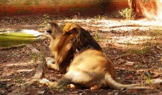 Leão Simba está com depressão; abaixo-assinado pede liberdade do animal