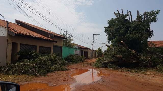 Corpo de Bombeiros registra queda de 15 &aacute;rvores ap&oacute;s forte chuva