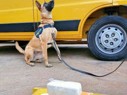 Com ajuda de cães, PRF descobre cocaína em meio a encomendas nos Correios