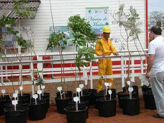 Florestamento é uma das ações socioambientais adotadas pelo TRT como contribuição ao esforço pela redução de CO2 na atmosfera.