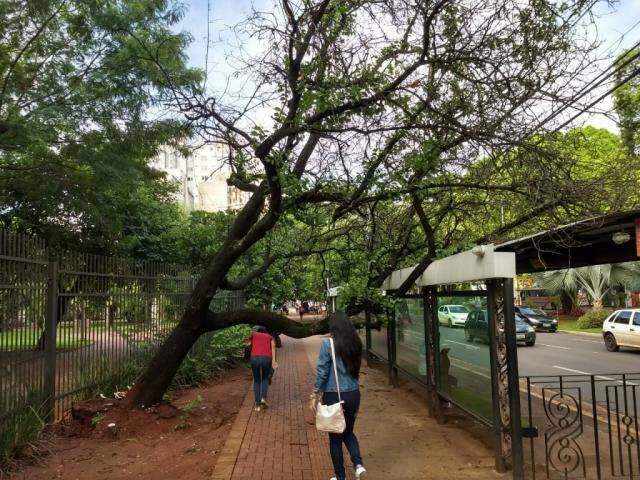 Temporal teve uma queda de &aacute;rvore a cada 6 minutos em Campo Grande