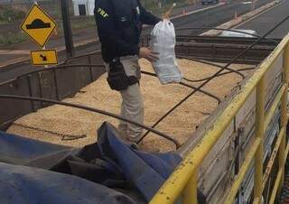 Policial retira fardo de maconha de caminhão transportando milho, apreendido hoje na BR-463 (Foto: Divulgação)
