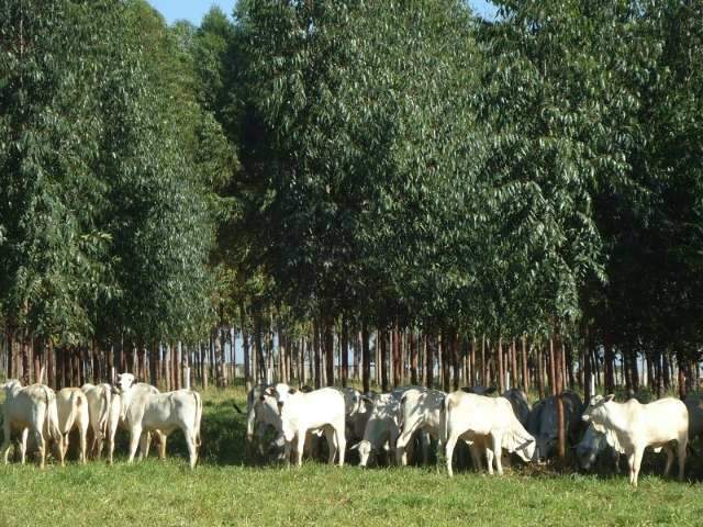 Plantio de &aacute;rvores pode recuperar &aacute;rea degradada e ainda gerar lucros
