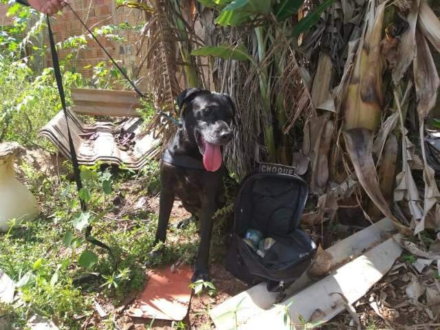 C&atilde;o farejador encontra mochila com maconha ao lado do pres&iacute;dio 