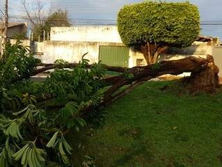 Árvore de pequeno porte caída na Orla Morena (Foto: Direto das Ruas)