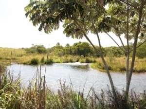 Comissão de Meio Ambiente verifica situação de manancial do Córrego Guariroba