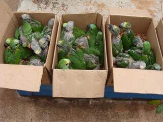 Dos animais apreendidos, 98% eram papagaios (Foto/Divulgação: PMA)