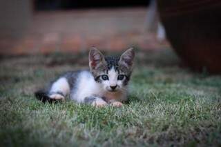 Filhote de gato na Amicat&#039;s. (Foto: Divulgação)